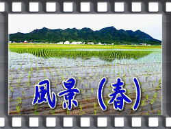 風景(春)